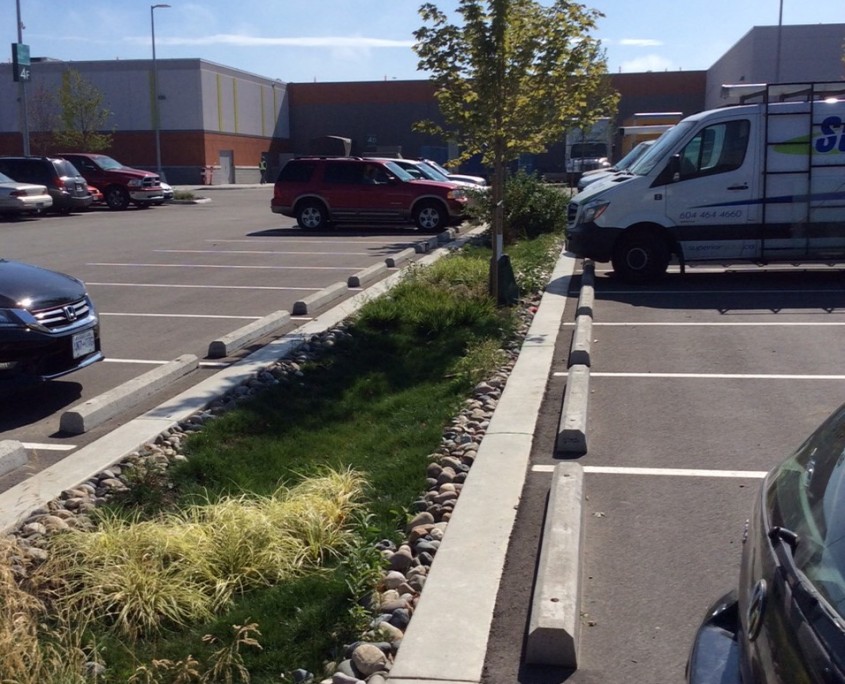 greenery planted in parking lot