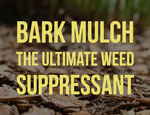 Bark Mulch the ultimate weed suppressant