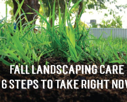 six-steps-for-landscape-care-1