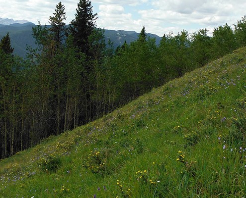 Erosion Control on Steep Slopes & Embankments