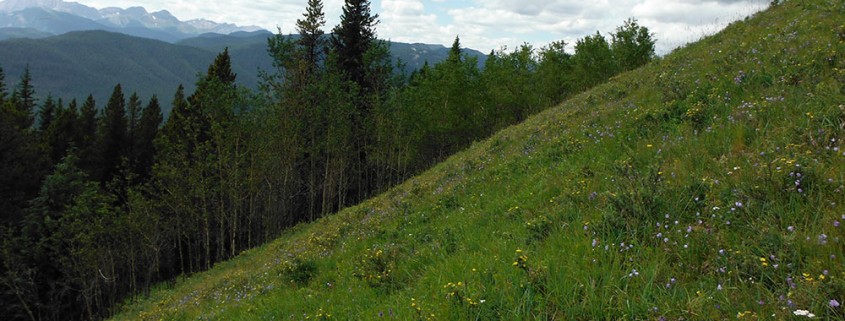 Erosion Control on Steep Slopes & Embankments