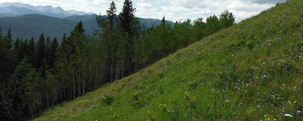 Terracing may not be suitable on these extremely steep slopes