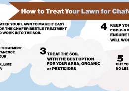 CHAFER-BEETLE-INFO-4