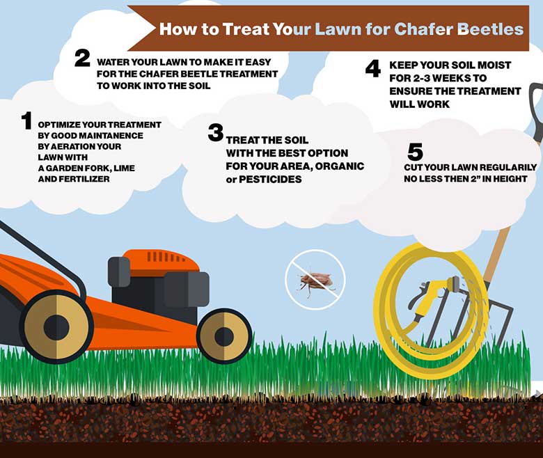 CHAFER-BEETLE-INFO-4-small