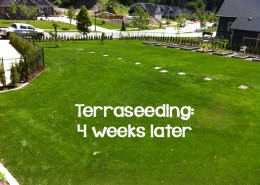Terraseeding 4 weeks later