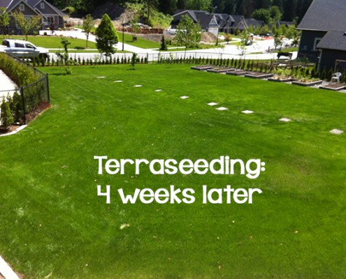 Terraseeding 4 weeks later