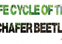 life-cycle-of-the-chafer-beetle-feature-image