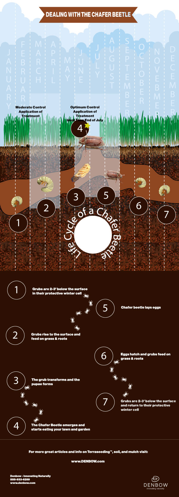 life-cycle-of-the-chafer-beetle