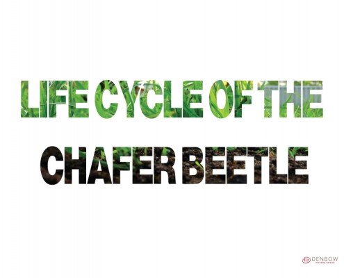LIFE-CYCLE-CHAFER