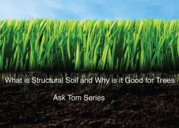 ask-tom-what-is-structural-soil-and-why-is-it-good-for-trees
