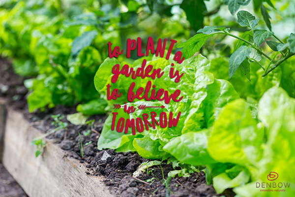 community garden chilliwack denbow grozone soil