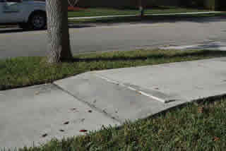 tree roots affecting side walk